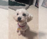 Small #11 Poochon
