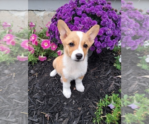 Medium Photo #41 Pembroke Welsh Corgi Puppy For Sale in SHILOH, OH, USA