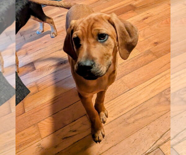 Medium Photo #15 Mutt Puppy For Sale in Vail, AZ, USA