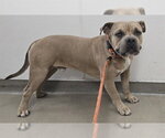Small American Staffordshire Terrier
