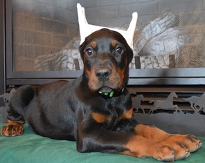 Doberman Pinscher Puppy for sale in COLLINS, MO, USA
