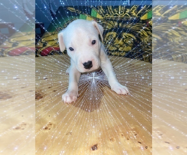 Medium Photo #1 Dogo Argentino Puppy For Sale in INTERLACHEN, FL, USA