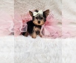 Small #3 Morkie