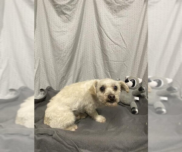 Medium Photo #1 Havanese Puppy For Sale in Modesto, CA, USA