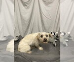 Small Havanese