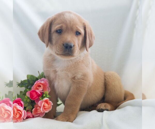 Medium Photo #6 Labrador Retriever Puppy For Sale in GREEN PARK, PA, USA