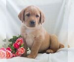 Small #5 Labrador Retriever
