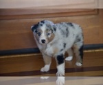 Small #6 Australian Shepherd