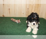 Small Photo #2 Miniature Bernedoodle Puppy For Sale in HORN CREEK, CO, USA
