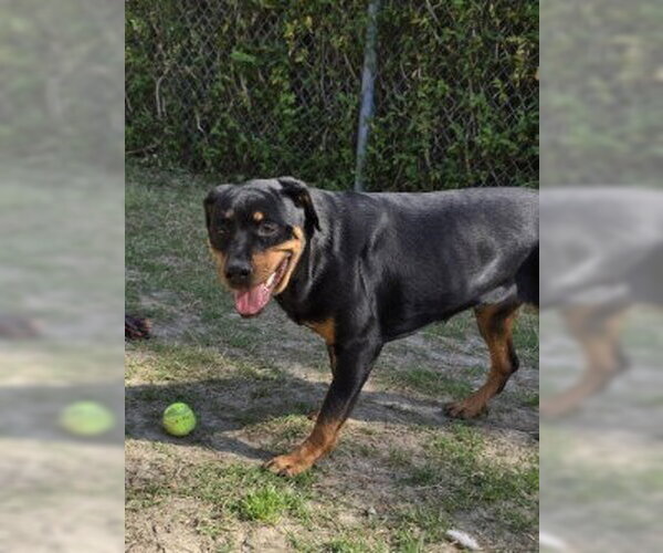 Medium Photo #4 Rottweiler Puppy For Sale in Glen Allen, VA, USA