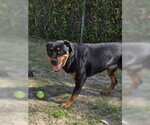 Small #3 Rottweiler