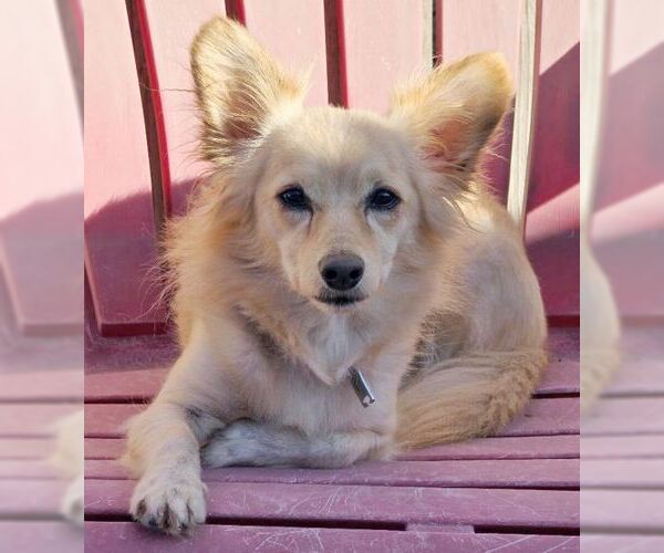 Medium Photo #3 Chiranian Puppy For Sale in Tustin, CA, USA