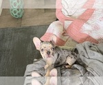Small #2 French Bulldog