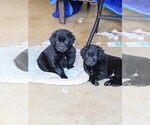 Small Photo #6 Labrador Retriever Puppy For Sale in WOODLAND, WA, USA