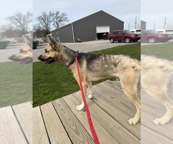 Medium Photo #2 Gerberian Shepsky Puppy For Sale in Pierceton , IN, USA