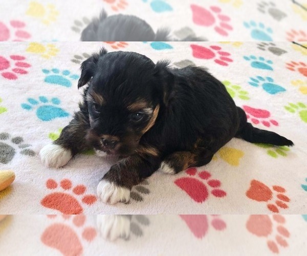 Medium Photo #3 Havanese Puppy For Sale in ORO VALLEY, AZ, USA