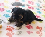 Small #2 Havanese
