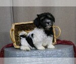 Small Havanese