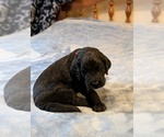 Small #4 Goldendoodle