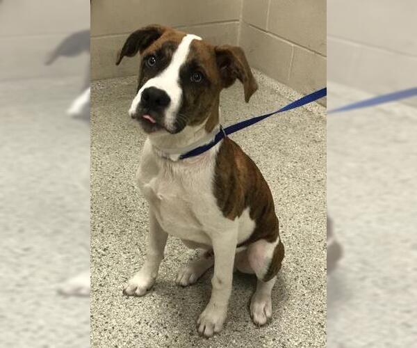 Medium Photo #1 American Pit Bull Terrier-Unknown Mix Puppy For Sale in Conroe, TX, USA