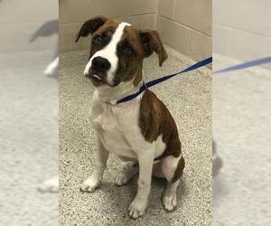 American Pit Bull Terrier-Unknown Mix Dogs for adoption in Conroe, TX, USA