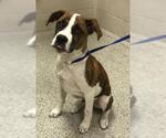 Small American Pit Bull Terrier Mix
