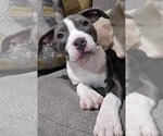 Puppy Puppy 4 American Bully