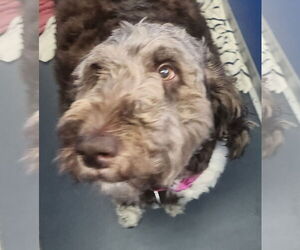 Labradoodle Dogs for adoption in Oakland Park, FL, USA