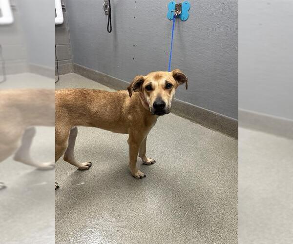 Medium Photo #1 German Shepherd Dog-Unknown Mix Puppy For Sale in Las Vegas, NV, USA