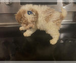 Small Maltipoo