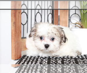 Zuchon Puppy for sale in NAPLES, FL, USA