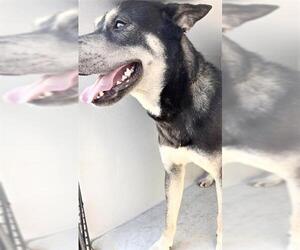 Siberian Husky-Unknown Mix Dogs for adoption in Houston, TX, USA