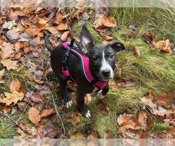 Medium Photo #10 American Pit Bull Terrier-Labrador Retriever Mix Puppy For Sale in Brewster, NY, USA