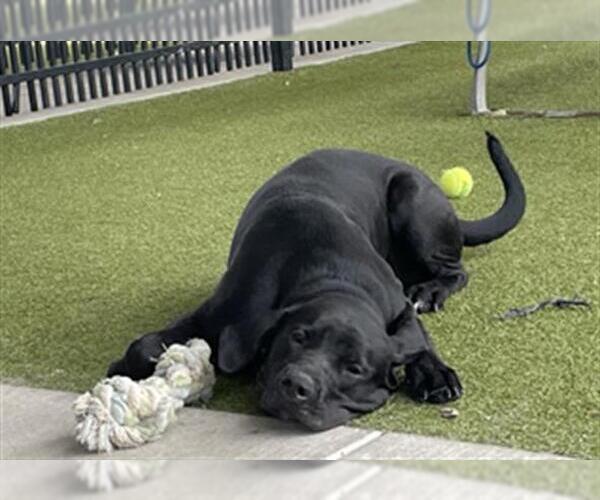 Medium Photo #2 Labrador Retriever-Unknown Mix Puppy For Sale in Waco, TX, USA