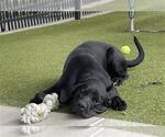 Small #1 Labrador Retriever Mix