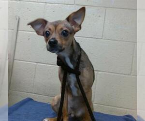 Chihuahua Dogs for adoption in Downey, CA, USA
