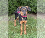 Small #3 Mutt
