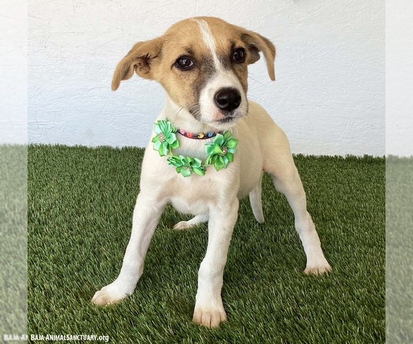 Medium Photo #3 Jack Russell Terrier-Unknown Mix Puppy For Sale in San Diego, CA, USA