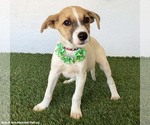 Small #2 Jack Russell Terrier Mix