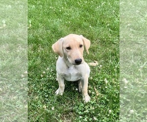 Labrador Retriever Puppy for sale in SACRED HEART, MN, USA