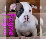 Small Photo #2 French Bulloxer Puppy For Sale in Willcox, AZ, USA