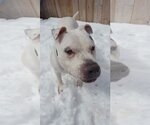 Small #17 American Pit Bull Terrier Mix