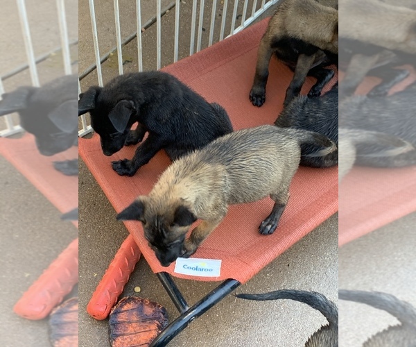 Medium Photo #32 Belgian Malinois Puppy For Sale in HARKER HEIGHTS, TX, USA