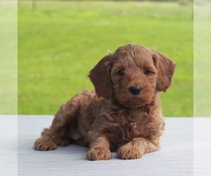 Goldendoodle-Poodle (Miniature) Mix Puppy for sale in MYERSTOWN, PA, USA