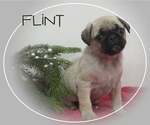 Small Photo #1 Pug Puppy For Sale in BULLTOWN, PA, USA