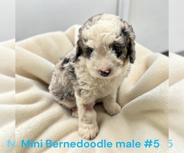 Medium Photo #10 Bernedoodle (Miniature) Puppy For Sale in MONTPELIER, OH, USA