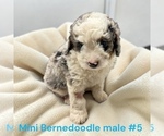 Small #9 Bernedoodle (Miniature)