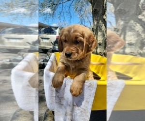 Golden Retriever Puppy for sale in ARCO, MN, USA