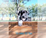 Small Photo #12 Great Dane Puppy For Sale in WALSENBURG, CO, USA
