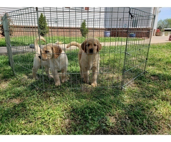 Medium Photo #10 Golden Retriever Puppy For Sale in CLAREMORE, OK, USA